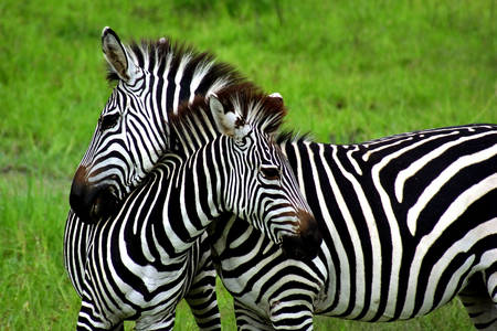 Zebra's op een groene achtergrond