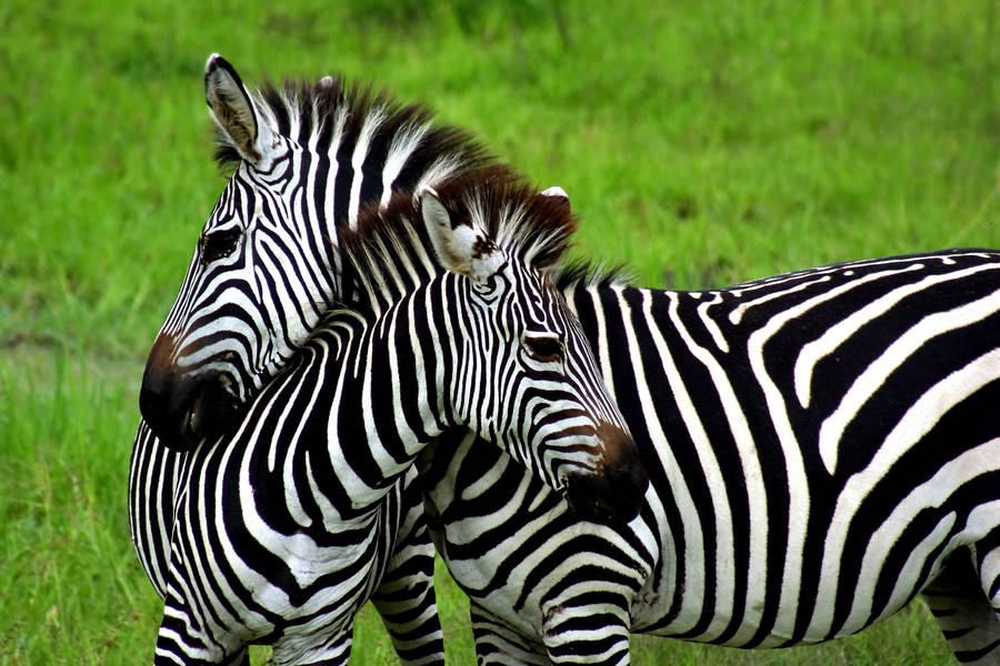 Radio Sound Trip Ecuador playlist