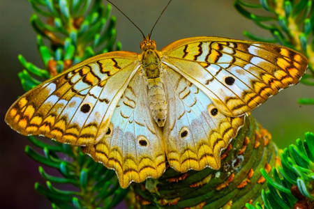 Papillon "Paon Blanc"