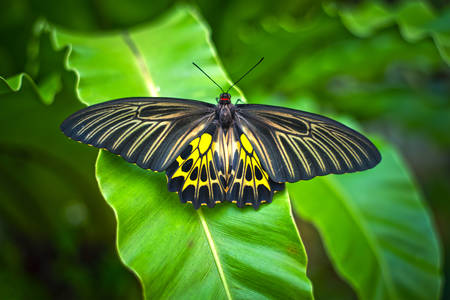 Hermosa mariposa sobre una hoja verde
