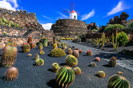 Jardín de cactus