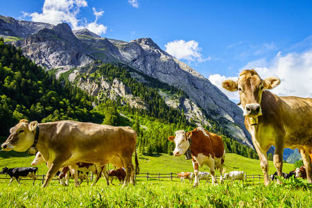 Коровы на альпийских лугах