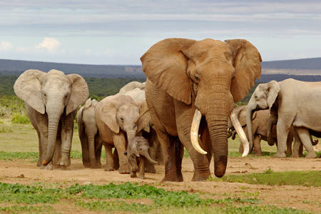 Stádo slonov