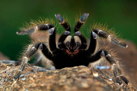 Pavúk tarantula zblízka
