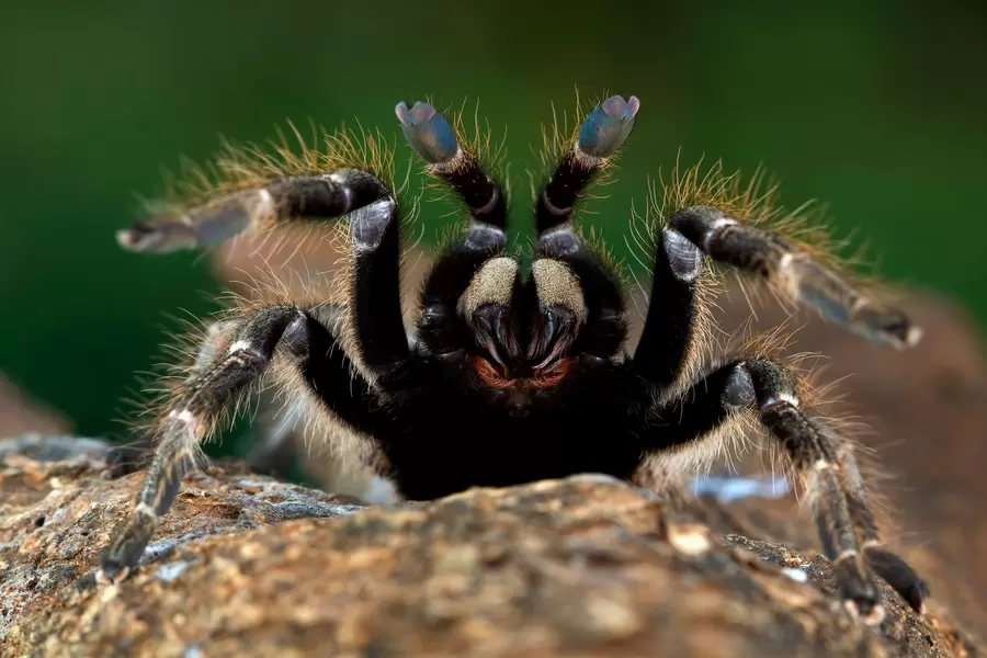 Araignée tarentule bouchent