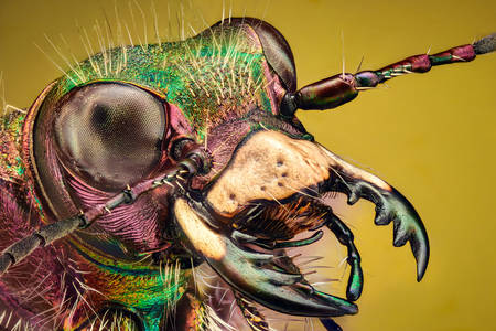 Hlava chrobáka tigrovaného