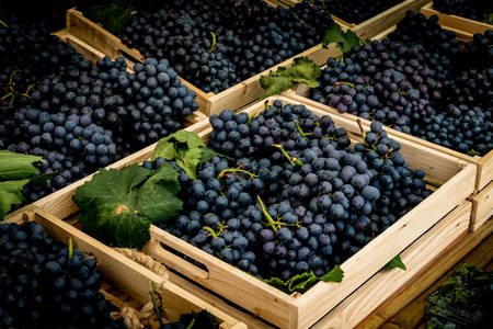 Grapes in wooden boxes
