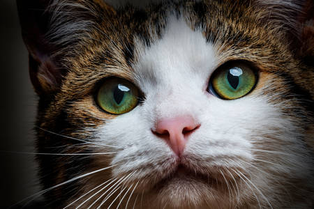 Retrato de un gato de ojos verdes