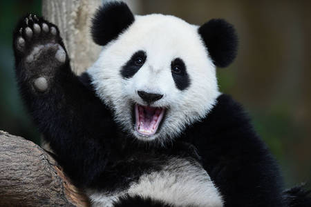Panda agitant la patte