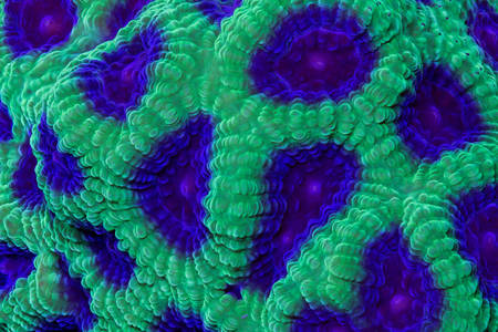 Corales verde-violetas