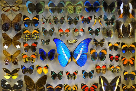 Colección de mariposas tropicales