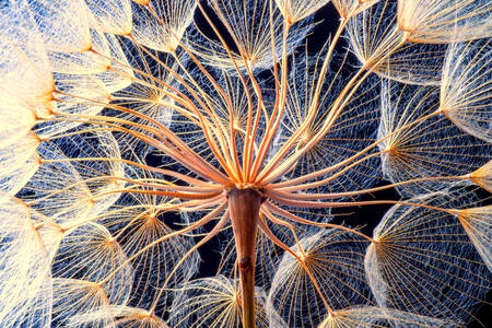 Macro photo of a ripe dandelion