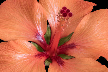 Terracotta hibiscus