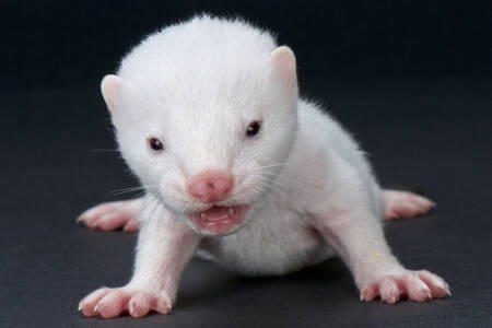 Baby white mink