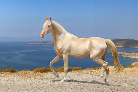 Akhal-Teke ló