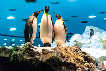 Королевские пингвины на камне