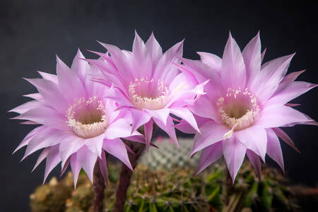 Ružičasti cvjetovi kaktusa