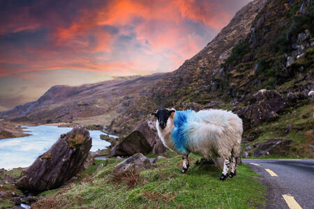 Schafe in den Bergen