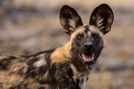 Hyena dog