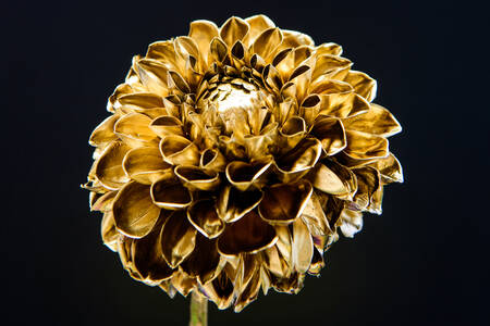 Golden chrysanthemum