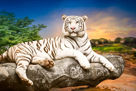 Weißer Tiger auf dem Stein