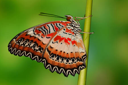 Motyl na łodydze