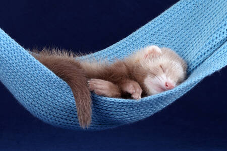 Ferret in a hammock