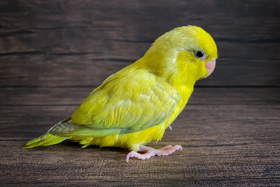 Yellow parrot