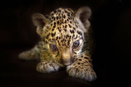 Leopard cub σε μαύρο φόντο