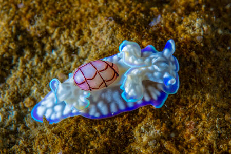 Sea clam on coral