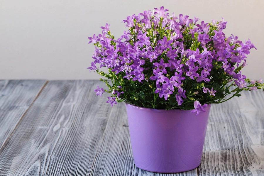 Purple bells