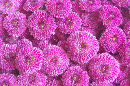 Purple chrysanthemums