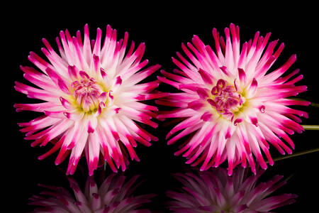 Dahlias sur fond noir