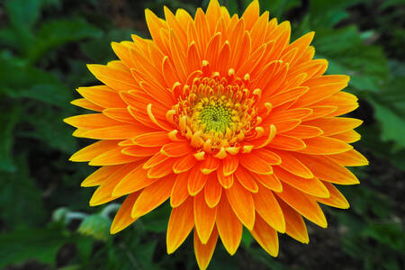 Orange gerbera