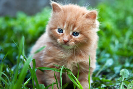 Un gattino rosso sull'erba