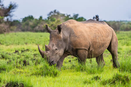 Weißes Nashorn