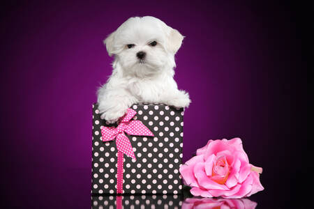 Maltese puppy with a gift