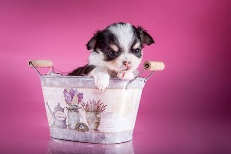 Little Chihuahua Puppy