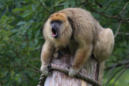 Howler monkey on a pole