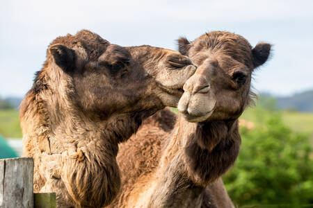 A pair of camels