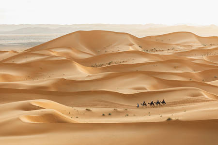 Caravan in the desert