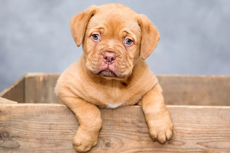 Dogue de bordeaux štěně