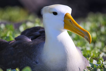 Albatros de Galápagos