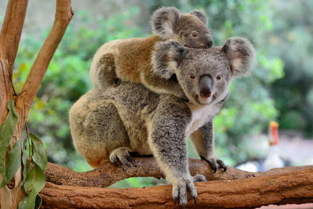 Koala with cub