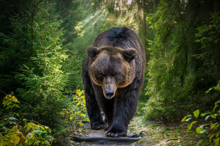 Ursul brun Kamchatka
