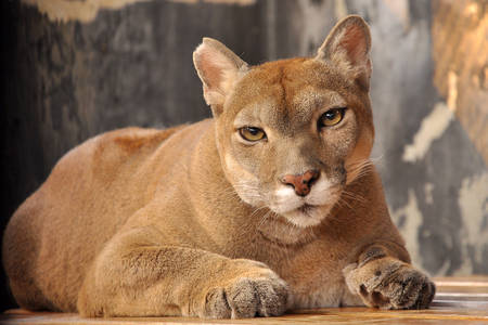 Young cougar