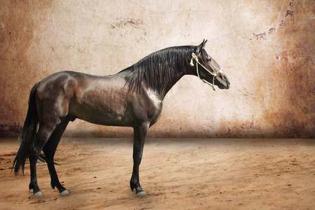 Pferd der andalusischen Rasse