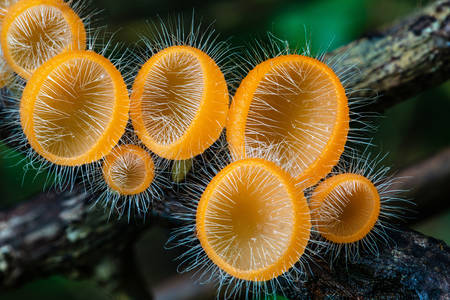 Cogumelos na floresta tropical