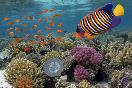Pesce su una barriera corallina