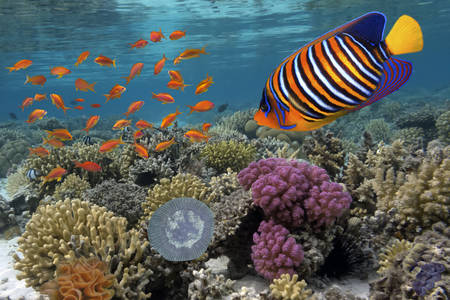 Fish on a coral reef